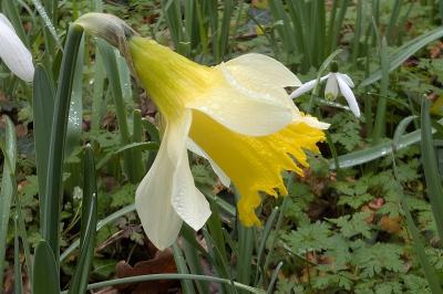 <i>Narcissus pseudonarcissus</i>