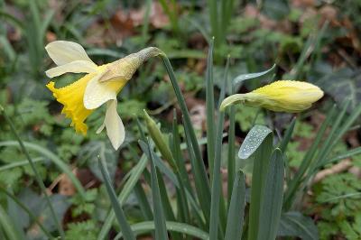 <i>Narcissus pseudonarcissus</i>