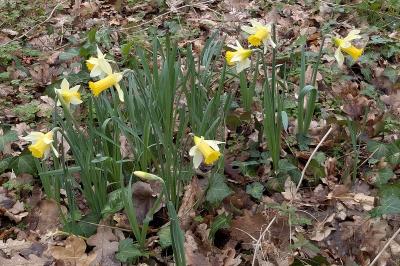<i>Narcissus pseudonarcissus</i>