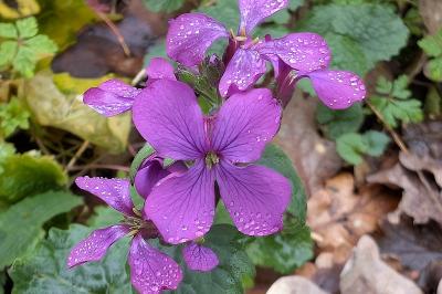 <i>Lunaria annua</i>
