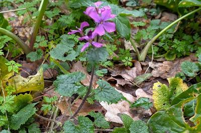 <i>Lunaria annua</i>
