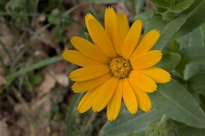 <i>Calendula arvensis</i>