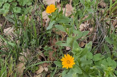 <i>Calendula arvensis</i>