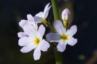 <i>Hottonia palustris</i>