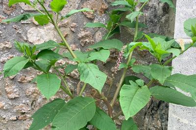 <i>Phytolacca americana</i>