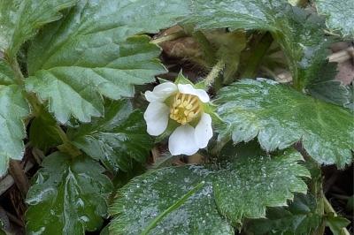 <i>Potentilla sterilis</i>