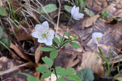 <i>Isopyrum thalictroides</i>