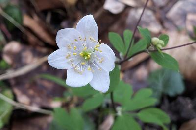 <i>Isopyrum thalictroides</i>