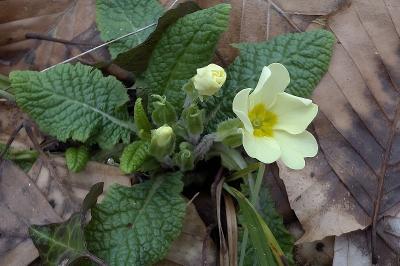 <i>Primula vulgaris</i>