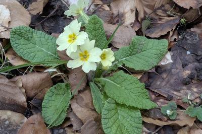 <i>Primula vulgaris</i>