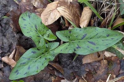 <i>Arum maculatum</i>