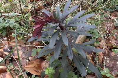 <i>Euphorbia amygdaloides</i>