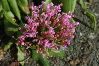 Centranthus ruber
