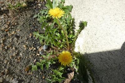 <i>Taraxacum officinale</i>