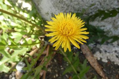 <i>Taraxacum officinale</i>