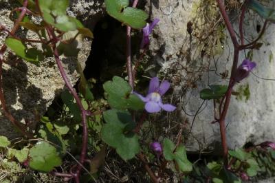 <i>Cymbalaria muralis</i>