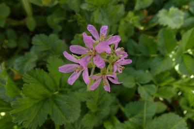 <i>Erodium moschatum</i>