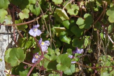 <i>Cymbalaria muralis</i>