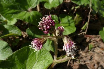 <i>Petasites pyrenaicus</i>