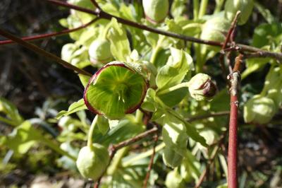 <i>Helleborus foetidus</i>