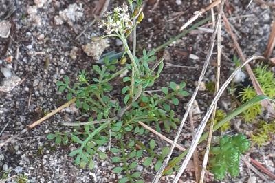 <i>Hornungia petraea</i>
