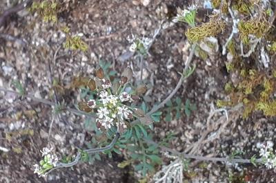 <i>Hornungia petraea</i>