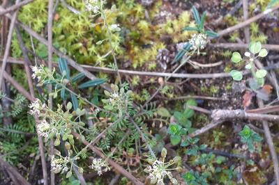 <i>Hornungia petraea</i>
