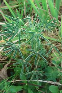 <i>Lupinus angustifolius</i>