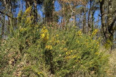 <i>Ulex europaeus</i>