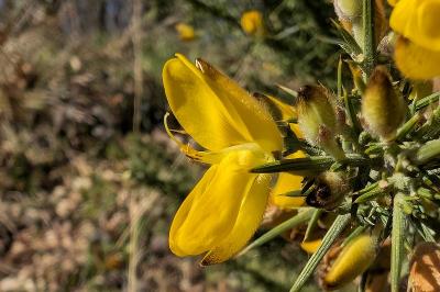 <i>Ulex europaeus</i>
