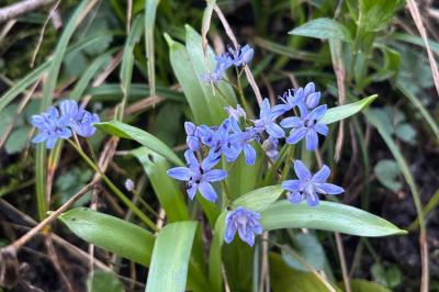 <i>Scilla bifolia</i>