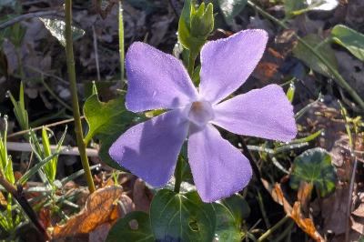 <i>Vinca major</i>