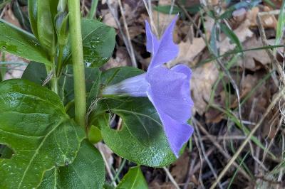 <i>Vinca major</i>