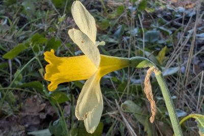 <i>Narcissus pseudonarcissus</i>