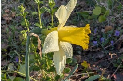 <i>Narcissus pseudonarcissus</i>