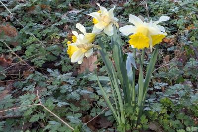<i>Narcissus pseudonarcissus</i>