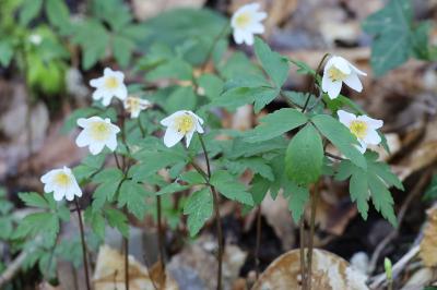 <i>Anemone nemorosa</i>