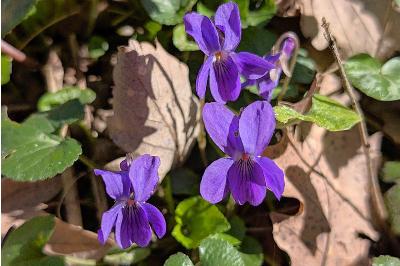 <i>Viola</i>
