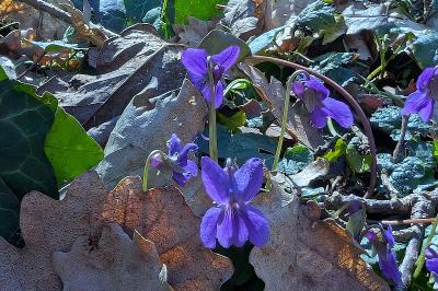 <i>Viola</i>