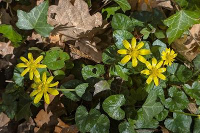 <i>Ficaria verna</i>