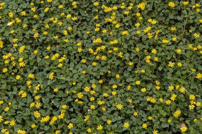<i>Ficaria verna</i>