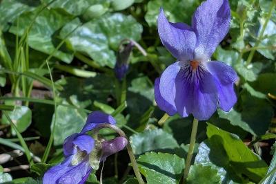 <i>Viola</i>