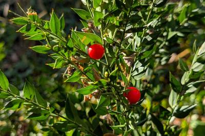 <i>Ruscus aculeatus</i>
