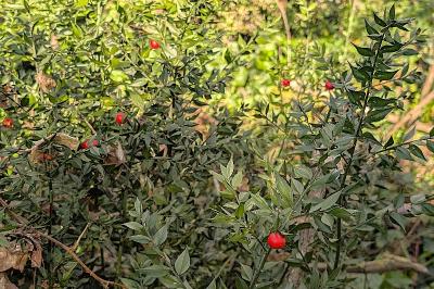 <i>Ruscus aculeatus</i>