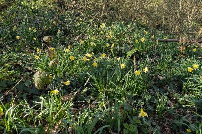 <i>Narcissus pseudonarcissus</i>