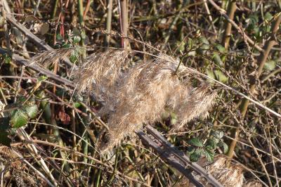 <i>Phragmites australis</i>