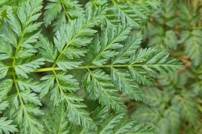 <i>Conium maculatum</i>