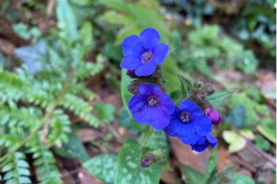 <i>Pulmonaria officinalis</i>