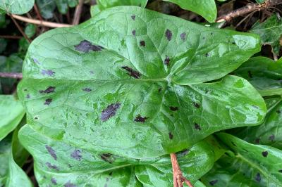 <i>Arum maculatum</i>