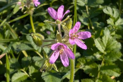 <i>Erodium moschatum</i>
